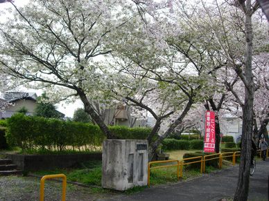 満開の桜